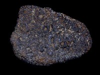 藏品(碎骨塊)的圖片